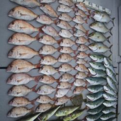 磯部釣船 直栄丸 釣果