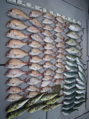 磯部釣船 直栄丸 釣果