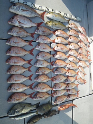 磯部釣船 直栄丸 釣果