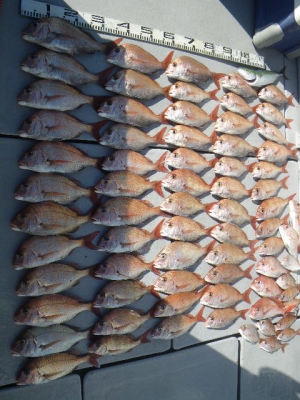 磯部釣船 直栄丸 釣果