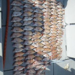 磯部釣船 直栄丸 釣果