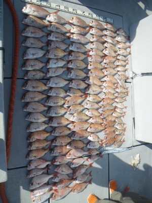 磯部釣船 直栄丸 釣果