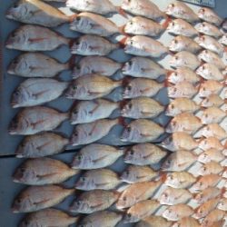 磯部釣船 直栄丸 釣果