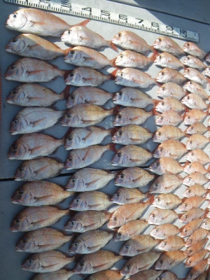 磯部釣船 直栄丸 釣果