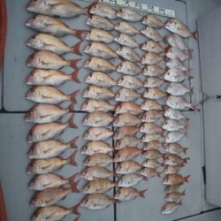 磯部釣船 直栄丸 釣果