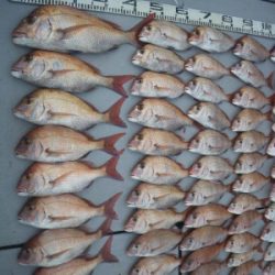 磯部釣船 直栄丸 釣果