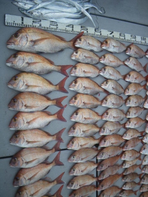 磯部釣船 直栄丸 釣果