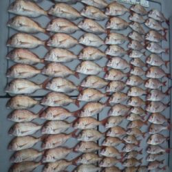 磯部釣船 直栄丸 釣果