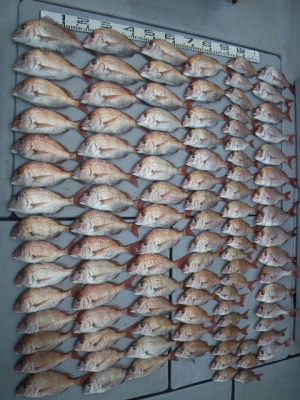 磯部釣船 直栄丸 釣果