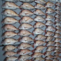 磯部釣船 直栄丸 釣果