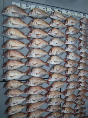 磯部釣船 直栄丸 釣果