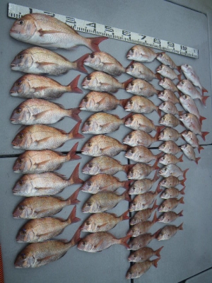 磯部釣船 直栄丸 釣果