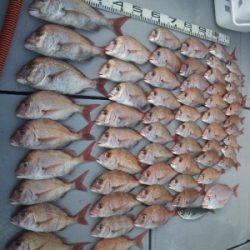 磯部釣船 直栄丸 釣果