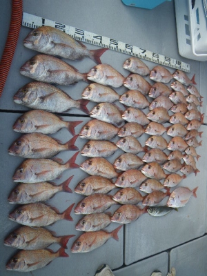 磯部釣船 直栄丸 釣果