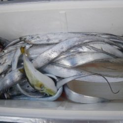 磯部釣船 直栄丸 釣果