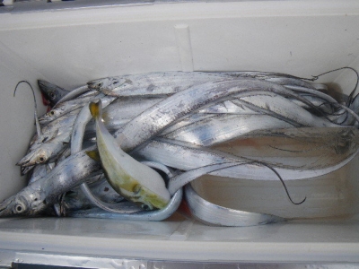 磯部釣船 直栄丸 釣果