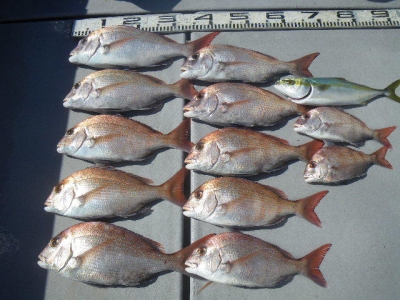 磯部釣船 直栄丸 釣果