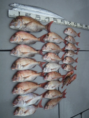 磯部釣船 直栄丸 釣果