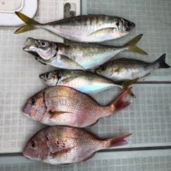 さぶろう丸 釣果