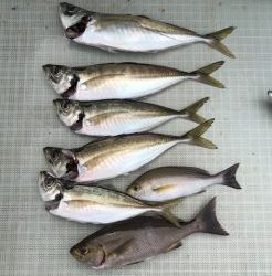 さぶろう丸 釣果