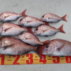 はらまる 釣果