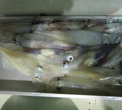 兼六丸 釣果