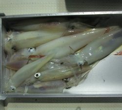 兼六丸 釣果