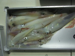兼六丸 釣果