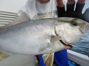 兼六丸 釣果