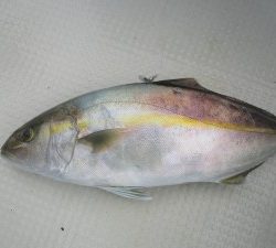 兼六丸 釣果