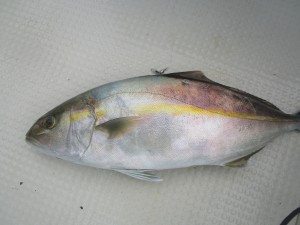 兼六丸 釣果