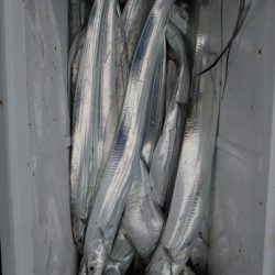 海人丸（うみんちゅまる） 釣果