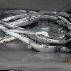 海人丸（うみんちゅまる） 釣果