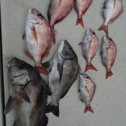 海人丸（うみんちゅまる） 釣果