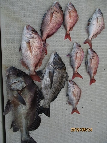 海人丸（うみんちゅまる） 釣果