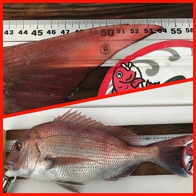 フィシングボートAir(エアー) 釣果