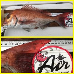 フィシングボートAir(エアー) 釣果