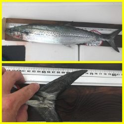 フィシングボートAir(エアー) 釣果