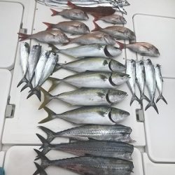 フィシングボートAir(エアー) 釣果