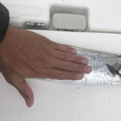 フィシングボートAir(エアー) 釣果