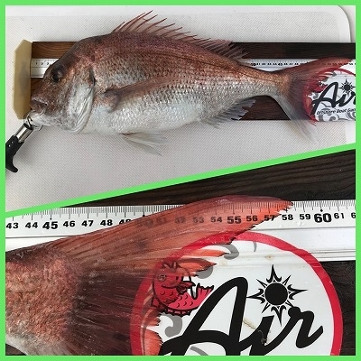 フィシングボートAir(エアー) 釣果