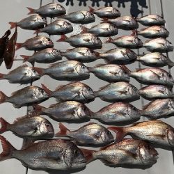 フィシングボートAir(エアー) 釣果