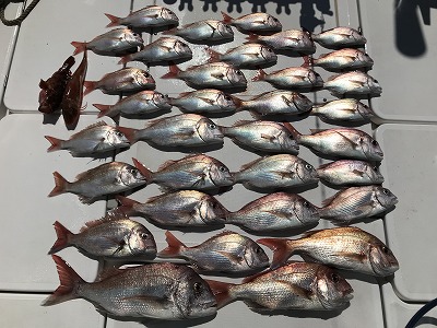 フィシングボートAir(エアー) 釣果