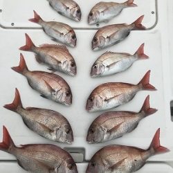 フィシングボートAir(エアー) 釣果