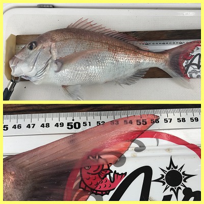 フィシングボートAir(エアー) 釣果