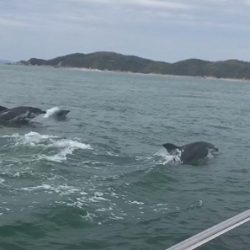 フィシングボートAir(エアー) 釣果