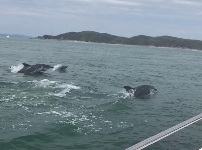 フィシングボートAir(エアー) 釣果