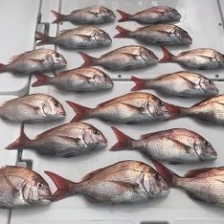 フィシングボートAir(エアー) 釣果