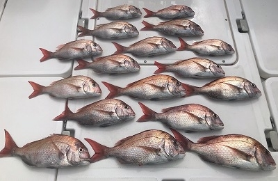 フィシングボートAir(エアー) 釣果