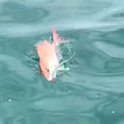 フィシングボートAir(エアー) 釣果